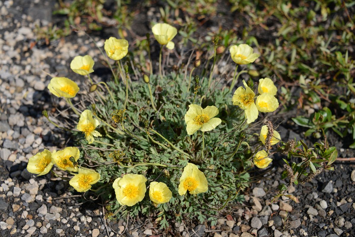 22B Yellow Wildflowers Next To Dempster Highway In Yukon Between Yukon Border And Arctic Circle